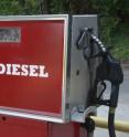 Biodiesel could come from an unusual fungus that makes large amounts of oils suitable for fuel production.