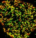 Nuclear pores, the all-important channels that control the flow of information in and out of a cell's nucleus, assemble during interphase, and following mitosis, when the nuclear membrane reforms around the segregated chromosomes to create two identical nuclei. The image above shows fully assembled nuclear pores in red and early nuclear pore intermediates in green.