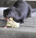 The American mink (<i>Mustela vison</i>) is a generalist and opportunist predator introduced from North America for the fur farming industry. Meanwhile the European mink (<i>Mustela lutreola</i>), whose range is now restricted to a few fragmented populations, is threatened by the American mink through competition by means of direct aggression.