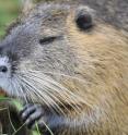 The nutria (<i>Myocastor coypus</i>) is considered a pest for its feeding on crops, such as sugar beets and maize, and for its burrowing activity that disrupts riverbanks and dikes.