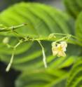 The Himalayan Balsam (<i>Impatiens glandulifera</i>) is an invasive species from the Himalayan region. <i>Impatiens glandulifera</i> is now naturalized in 31 countries on three continents (Europe, North America and Asia).