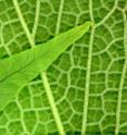 The vein density of flowering plants is four times higher than any other plant type, either modern or extinct. The difference in vein density is easily seen in this image of a fern leaf lying atop the leaf of a flowering plant.