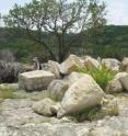 These are boulders transported by the 2002 flood.