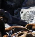 This sea lion's neck is constricted by an ingrown net from a salmon farm.
