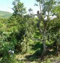 Avocados showing evidence of pest damage were collected directly from trees in orchards in Peru and held in rearing cages in the laboratory for the emergence of insects.