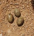 These are eggs of the Houbara Bustard. In a breeding experiment with Houbara Bustards scientists have concluded that visual stimulation from attractive males positively affects brooding females, improving offspring growth.