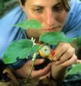 Liza Comita and colleagues discovered that rare plant species are much more sensitive to the presence of neighbors of their own species than seedlings of common plant species, which may be the key to understanding tropical biodiversity.