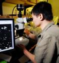 Lin Jiang, an assistant professor in the Georgia Tech School of Biology, looks into a microscope at <i>Spirostomum teres</i> -- a freshwater protozoan species used in this study.