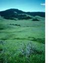 Debinski studied six different types of montane meadows that ranged from dry (xeric) to wet (hydric). These meadows get most of their water from the melting of winter snows. This runoff provides water to the area into July and August.