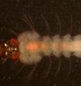 Under UV light, this mosquito larva reveals a red fluorescent marker in its nervous system, causing  eyes and nerves to glow. The marker's presence tells the researchers in Riehle’s team that this individual carries the genetic construct rendering it immune to the malaria parasite.