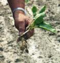 This is a horseradish root on a farm in Collinsville, Ill.