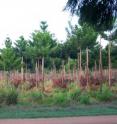 This is a "hoop pine" monoculture plantation.