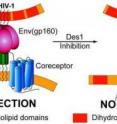 This is an illustration showing the result of the study.