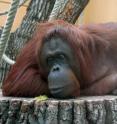 A new study by Herman Pontzer, Ph.D., assistant professor of anthropology in Arts & Sciences at Washington University in St. Louis, suggests that orangutans use less energy than even sedentary humans.