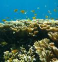 A damselfish swims around a coral reef.