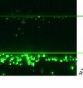 A 3-D nanofluidic "staircase" channel with many depths was used to separate and measure a mixture of different-sized fluorescent nanoparticles. Larger (brighter) and smaller (dimmer) particles were forced toward the shallow side of the channel (fluorescence micrograph on left). The particles stopped at the "steps" of the staircase with depths that matched their sizes.