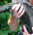 Veterinarians from Michigan State University are helping develop conservation techniques to sample and freeze the sperm from some of the last surviving hellbender salamanders.