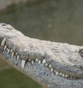 The new species, <I>Pakasuchus</I>, isn't a close relative of modern crocodilians, pictured here, but is a member of a very successful side branch of the crocodyliform lineage that lived during the Mesozoic Era.