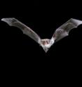 A bat in flight could be ferrying disease to other species.