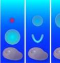 The timed expansion and collapse of two bubbles creates a liquid jet that can penetrate a fine hole in the membrane of a cell.  From left to right: A laser (green circle) focused inside a water bath locally vaporizes the liquid, creating an expanding bubble (light blue).  Just after the first bubble reaches its maximum size, a second laser (red circle) generates another bubble. As the second bubble expands and the first bubble collapses, a rush of liquid forms along the vertical line between the two, creating a high-speed liquid jet that accelerates toward the cell with enough force to penetrate the membrane.