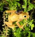 A diminutive Kihansi spray toad newborn rests on the back of an adult female. Reared at the Wildlife Conservation Society's Bronx Zoo, these amphibians -- now extinct in the wild -- are part of an international program to reintroduce the Kihansi spray toad back into its former habitat in Tanzania.