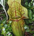 The pitcher plant mosquito develops entirely within the water-filled purple pitcher plant.