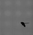This is a still from a video of a fruit fly in flight. To view the full video, see http://images.caltech.edu/podcasts/research_news/drosophila_flying.mp4.
