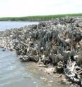 This is an oyster reef in the Baruch Marine Field Laboratory on the South Carolina coast.