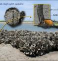 Oysters build their reefs -- such as this one on the South Carolina coast -- using a specialized cement, one that differs in composition from their shells, as well as from other marine organism adhesives.