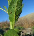 Experimental setup in the field: eggs, a young caterpillar and a predatory bug that has just arrived, all are located on the bottom of the tobacco leaf.