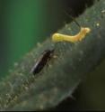 A freshly hatched tobacco hornworm larva (<I>Manduca sexta</I>) is attacked by a predatory bug of the genus <I>Geocoris</I>. Only a few hours before, the feeding caterpillar had -- catalyzed by a substance in its oral secretion -- changed the chemistry of the plant's "green" odor in such a way as to produce the new odor which attracts its own enemy; the change is to the plant's advantage as it has lethal consequences for the caterpillar.