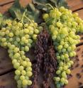 Grapes provide some of the natural agents studied in the prevention of skin cancer in mice at the University of Texas Health Science Center at San Antonio.