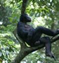 Camillo is the highest ranking male bonobo of the study group. He is often seen in his mother’s company.