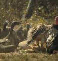 This “venue” of vultures (a group of vultures can also be called a “committee” or a “wake”) in this image includes slender billed (left), white-rumped (m), and red-headed vultures (right), all of which have persisted in Cambodia while other vulture populations in Asia have all but vanished.