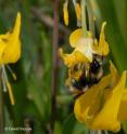 A queen bumble bee (<i>Bombus bifarius</i>) collects nectar from a flower of the glacier lily (<i>Erythronium grandiflorum</i>) at a research site in Irwin, Colo.