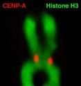 This is a human chromosome, with conventional nucleosomes containing the major form of the histones (green), and localization of the centromere histone H3 variant, CENP-A (red).