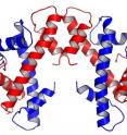 Structure of the centromere histone complex containing two chains of CENP-A (red) and two copies of its close binding partner, histone H4 (blue).