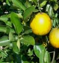 Researchers found ways to extend late-season harvest of popular Florida 'Valencia' oranges.