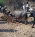 Water buffalo trample artifacts at a muddy experimental archaeology site in the Jurreru Valley, South India.