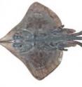 The Maugean skate is currently listed as Endangered by the IUCN Red List of Threatened Animals.