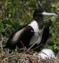 Researchers at the Smithsonian Conservation Biology Institute conducted three different kinds of genetics tests to determine that the Galapagos population of magnificent frigatebirds has been genetically different from the magnificent frigatebirds elsewhere for more than half a million years.