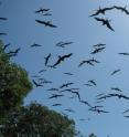 Magnificent frigatebirds can fly hundreds of kilometers across open ocean.