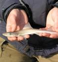 This is a starry smooth-hound pup in Wexford.