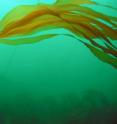 This photo of <i>Nereocystis luetkeana</i>, a species of kelp, was taken along a NaGISA transect line. NaGISA is short for the Natural Geography in Shore Areas project, which was part of the Census of Marine Life, a 10-year initiative to describe the distribution and diversity of ocean life. The census is drawing to a close this week.