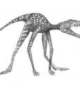 This is a reconstruction of cat-sized stem dinosaur <i>Prorotodactylus</i> isp. found in Stryczowice, Poland that was a quadruped with a dinosaur-like gait and orientation of the toes.