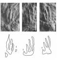 The 250 million year old footprints of <i>Prorotodactylus</i> isp. from the Early Olenekian of Stryczowice, Poland show reduced digits I and V and parallel three middle digits, traits of the dinosaur-lineage. The gait, though, was quadrapedal. These are the oldest known fossils of the dinosaur lineage.