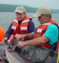 Dr. Ellen Pikitch and Daniel Erickson place a pop-up satellite archival tag on an Atlantic sturgeon.