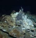 The hydrothermal vent crab <i>Segonzacia</i> is on a mound that is covered with white bacteria and mineral precipitates.