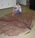 This is researcher Branwen Williams with 124 year old gorgonian collected from 85 m deep offshore of Palau in the western tropical Pacific.