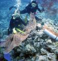 Pictured are researchers Branwen Williams and Andrea Grottoli with soft coral and black coral specimens collected offshore of Palau in the western tropical Pacific.